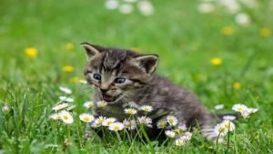 Animal Laws in India