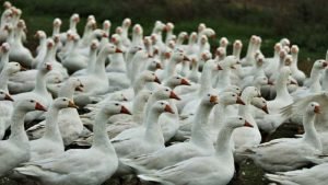 Bird Flu in India