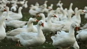 Bird Flu in India??