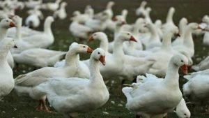 “Cook Eggs, Meat Fully”: Minister on Fears over Bird Flu Spread to Humans