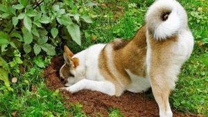 WHY DOES YOUR DOG BURY THINGS?